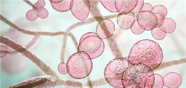 Antibiotikum mit antimykotischen Zusatznutzen