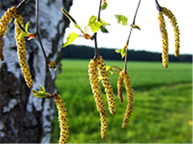 Allergiezeit: Birkenpollen kommen mit Macht Birkenpollen fliegen jetzt wieder. © beatuerk / fotolia.com