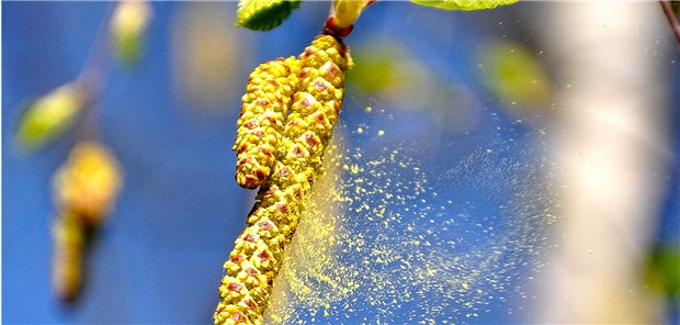 Februar plagt Pollenallergiker Birkenpollen macht sich auf in den Flug: Der Baum ist gefürchtet unter vielen Allergikern, da er viele Pollen auf einmal freisetzt.
