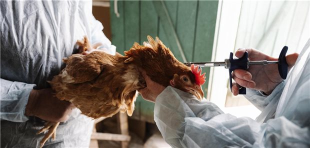 One Health: Humanmedizin muss vernetzt denken Bitte ohne Hahnenkämpfe! Nach dem One-Health-Konzept sollen Veterinär-, Zahn- und Humanmediziner zusammenarbeite.