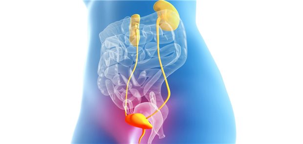 Blase im Fokus: Kokosöl, das als Gleitmittel verwendet wurde, gelangte schließlich in die Blase und verursachte Beschwerden bei einer 61-jährigen Frau.