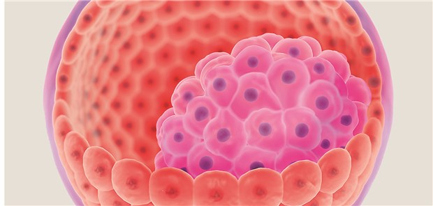 Blastozyste: Aus der inneren Zellmasse werden embryonale Stammzellen gewonnen. xolibu / stock.adobe.com