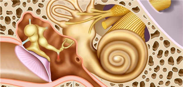 Blick in Mittel- und Innenohr: Forscher vermuten, dass zumindest bei einer Subgruppe von Patienten dem idiopathischen Hörverlust ein vaskuläres Ereignis im Innenohr zugrunde liegt.