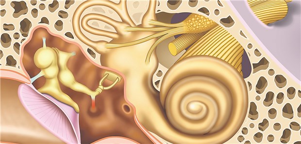 Blick in Mittel-und Innenohr: Forscher vermuten einen Zusammenhang zwischen Hörsturz und Triglyzeriden.