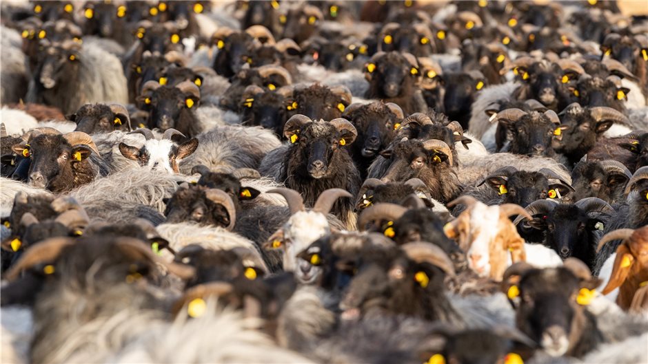 Blick in die Menge: Mindestabstände werden von den Schafen und Ziegen selbstvers...