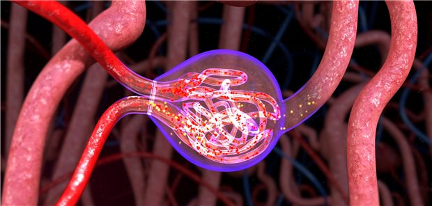 Blick in die Niere: Im Malpighi-Körperchen mit seinem Glomerulus findet die Ultrafiltration des Blutes zum Primärharn statt.