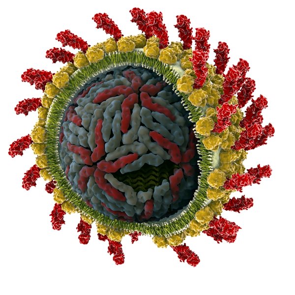 Medizin-Nobelpreis für Entdecker des Hepatitis-C-Virus Blick in ein Hepatitis-C-Virus.