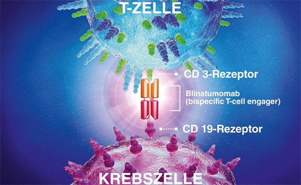Blinatumomab ist ein bispezifisches Antikörperkonstrukt, das an CD 3-Rezeptoren der T-Zellen und CD 19-Rezeptoren der Tumorzellen bindet. Dadurch werden die T-Zellen aktiviert und die Apoptose der Krebszellen ausgelöst.