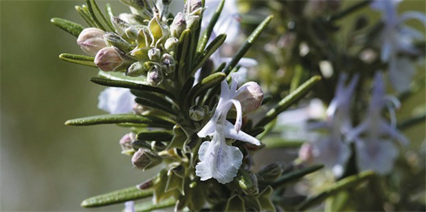 Heilen, duften, würzen: das ist Rosmarin Blüten und Stängel sind bei Rosmarin gleichsam beliebt.