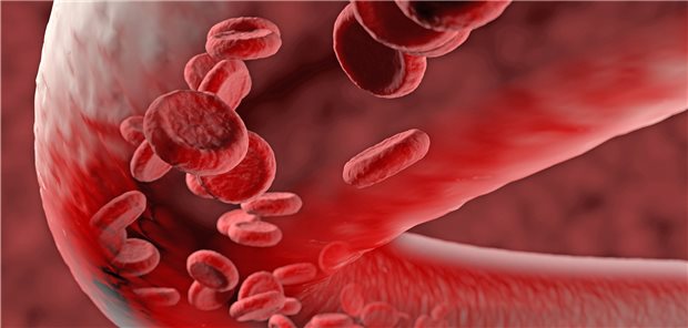 Blutgefäß mit Erythrozyten und Sauerstoff-Molekülen: Bei einem kardiogenen Schock kommt es zu einer Schädigung von Endothelzellen, die die innere Gefäßwand auskleiden. Das daraus resultierende „vascular leakage“, also die erhöhte Durchlässigkeit der Gefäße, führt dazu, dass das Gewebe schlechter mit Sauerstoff versorgt wird. Ein neuer molekularer Antikörper soll jetzt die pathophysiologische Kaskade durchbrechen.