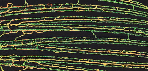 Forscher schauen Blutgefäßen beim Wachsen zu Blutgefäße in der Flosse eines erwachsenen Zebrafisches. Arterien sind in gelb und Venen in grün dargestellt.