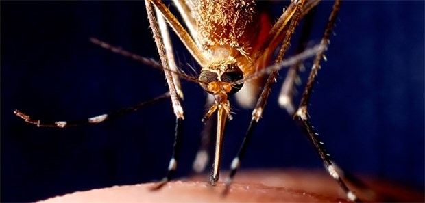 Kampf gegen Malaria gerät ins Stocken Blutsauger bei der Mahlzeit