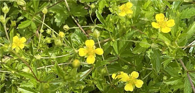 Die Blutwurz ist Arzneipflanze des Jahres 2024 Blutwurz, Potentilla erecta, ist eine wichtige Heilpflanze. Die Einsatzmöglichkeiten in der Naturheilkunde haben jetzt dazu geführt, dass sie zur Arzneipflanze des Jahres 2024 geworden ist.
