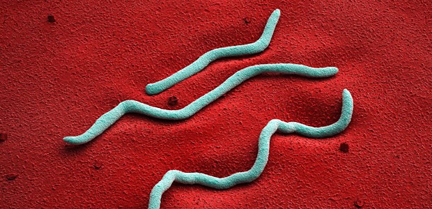 Die unterschätzte Syphilis aus dem Wald Borrelia burgdorferi: in Deutschland die häufigsten durch Zecken übertragenen Erreger.
