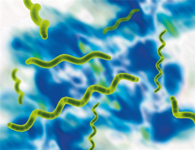 Borreliosetest ist nur mit Klinik sinnvoll Borrelia burgdorferi ist in Deutschland der am häufigsten durch Zecken übertragene Erreger.