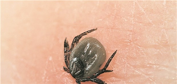 Einstweilige Verfügung stoppt neue Leitlinie Borrelienträger? Falls nach dem Zeckenstich ein Erythema migrans auftritt, ist das ein Hinweis auf eine Borreliose.
