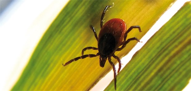 Unnötiges Risiko bei Langzeittherapie Borreliose-Bakterien werden durch einen Zeckenstich auf den Menschen übertragen. Eine Neuroborreliose ist bei gesicherter Diagnose allerdings gut behandelbar.