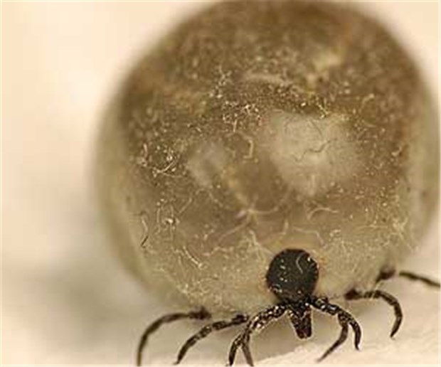 Ärzte in Rheinland-Pfalz müssen jede Borreliose melden Borreliose ist die am häufigsten von Zecken übertragene Infektionskrankheit in Deutschland.