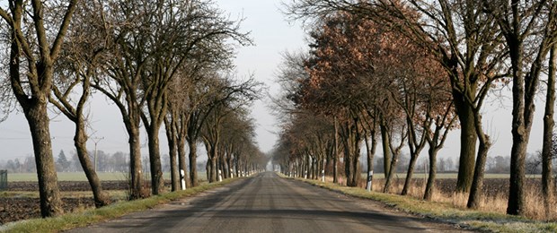 Brandenburg nutzt Ärztegesetz Brandenburg: Land mit Alleen und bald eigenem Bedarfsplanungsgremium.