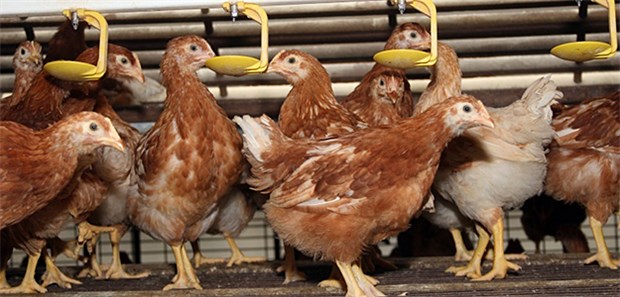 Wie Fipronil in die Hennen-Haltung kam Braune Legehennen in ihrem Stall: Um Hühner vor Milbenbefall zu schützen, ist das Mittel Dega-16, das Fipronil enthielt, offenbar verbreitet eingesetzt worden.