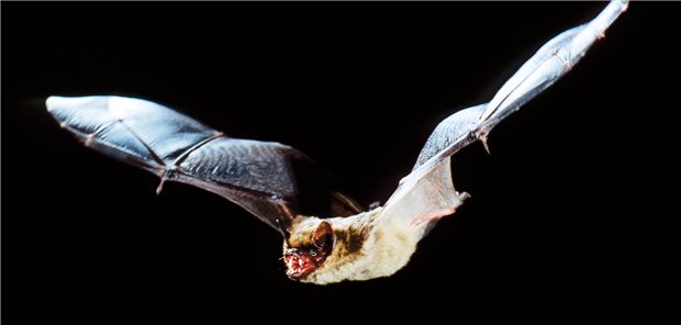 Breitflügelfledermaus (Eptesicus serotinus): Bei einem toten Tier dieser Art ist bei Neustadt am Rübenberge in Niedersachsen Fledermaustollwut festgestellt worden.