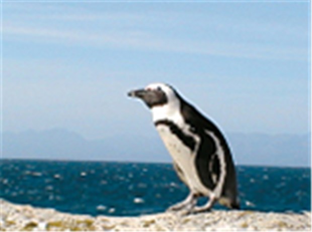 Faszination über den Dächern von Kapstadt Brillenpinguine in der Nähe von Simonstown. © Auf Ballhöhe / mei (2)