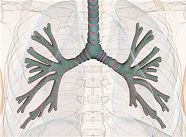 Erste Transplantation einer Aorta als künstliche Bronchie geglückt Bronchien: In Frankreich wurden jetzt Transplantate aus einem Aorta-Stück verpflanzt.