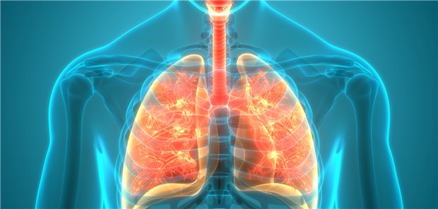 Bronchien im Fokus: In einer T2-Low-Situation muss eine Asthmadiagnose besonders sorgfältig überprüft werden, bevor ein intrinsisches Asthma angenommen werden darf.
