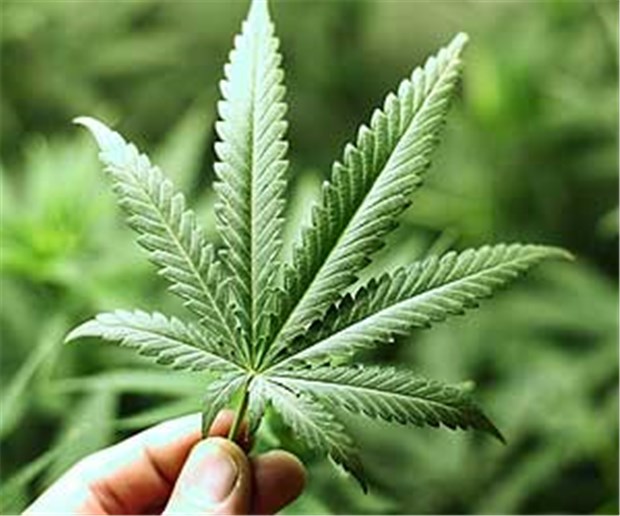 Patienten sollen leichter Zugang zu Cannabis haben Bündnis 90/Die Grünen wollen erreichen, dass Patienten, denen Ärzten die Einnahme von aus Cannabis hergestellten Substanzen empfohlen haben, nicht strafrechtlich verfolgt werden.