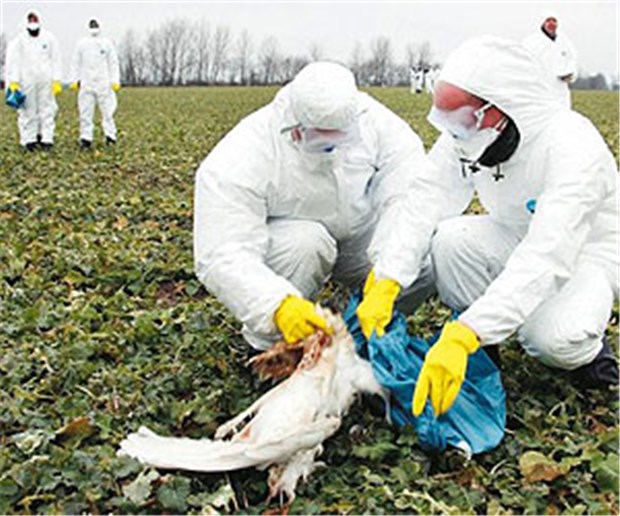 Vogelgrippe auf Weltreise - Chaos auf Rügen Bundeswehreinsatz in Zeiten der Vogelgrippe: Soldaten tüten die Reste eines toten Schwans auf einem Feld bei Waase auf der Insel Rügen ein.