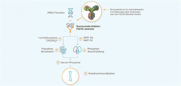 Burosumab hemmt den Wachstumsfaktor FGF23 und erhöht dadurch die tubuläre Rückresorption von Phosphat sowie die Serumkonzentration von 1,25-Dihydroxy-Vitamin D. Dies führt zu einer verbesserten Knochenmineralisierung.