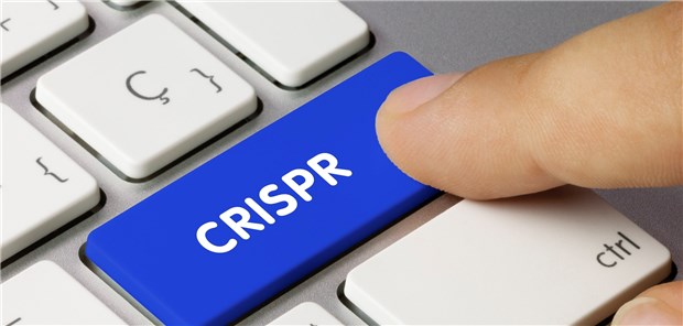 CRISPR: Frischer Wind für Gentherapien.