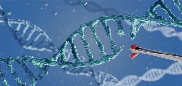 CRISPR-Technik: Hiermit kann gezielt ein Gen zerstört werden, das zum Beispiel die andauernde Produktion von fetalem Hämoglobin hemmt.&#xA;
