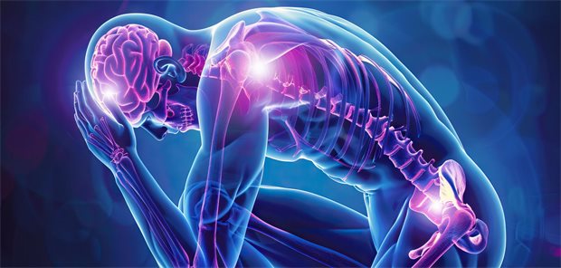 Anatomische Darstellung