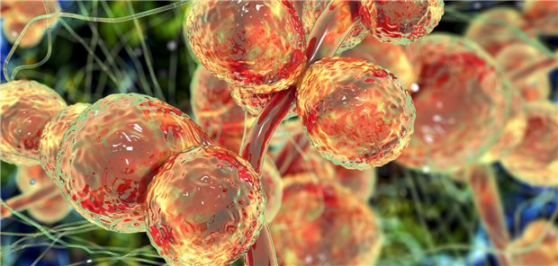 Candida auris, hier in einer Illustration.