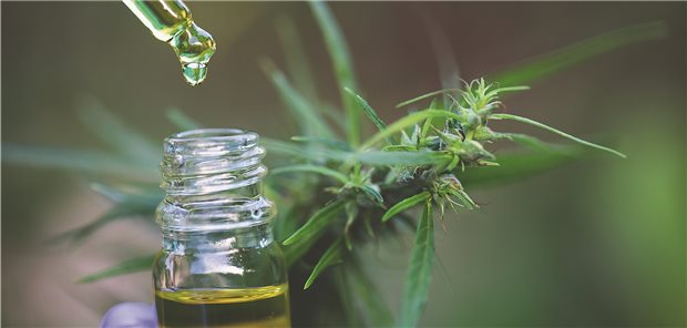 Mit Cannabis-Bestandteil gegen Cannabis-Sucht Cannabidiol, hier zum Beispiel in Tropfenform, ist ein nichtberauschender Bestandteil von Cannabis.