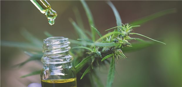 EuGH: Cannabis-Öl ist nicht psychoaktiv Cannabidiol ist keine Droge, sagt der Europäische Gerichtshof. Die Nahrungsergänzungsmittel-Branche kann aufatmen.