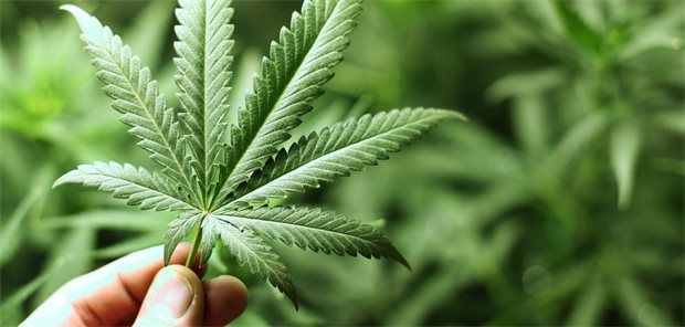Cannabis-Blatt