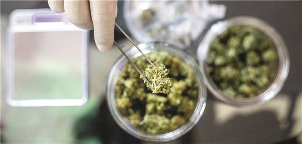 Nur 36 randomisierte Studien zur Cannabismedizin in 2023 Cannabinoidtherapie bei Schmerzerkrankungen: Dazu werden die meisten Studien mit THC und/oder CBD publiziert.