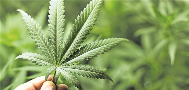 Zwei Bundesländer wollen legale Cannabis-Abgabe testen lassen Cannabis-Abgabe an Erwachsene - das wollen Bremen und Thüringen erproben lassen.