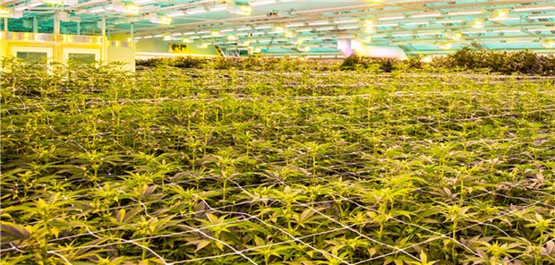 Cannabis-Vollsortimenter strebt Fertigarzneimittel gegen Rückenschmerz an Cannabis-Anbau für das Unternehmen Vertanical: Die Pflanzen werden in Dänemark und Portugal gezogen, der Extrakt für das Fertigarzneimittel soll nach Zulassung in Deutschland hergestellt werden.
