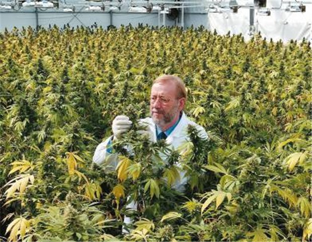 Experten kritisieren rigide Haltung zu Cannabis Cannabis-Aufzuchtstation: Experten setzen sich für eine leichtere Verwendung von Cannabis in der Medizin ein.