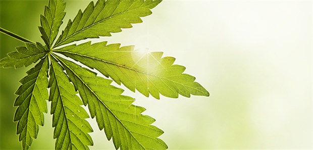 Cannabis ist weiter die am meisten konsumierte Droge Cannabis: Der Konsum erfreut sich offenbar bei Jugendlichen einer zunehmenden Beliebtheit. Die Drogenbauftragte der Bundesregierung reagiert alarmiert.