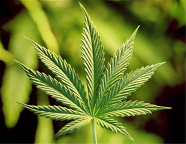 Drogenbericht: Cannabis ist die am weitesten verbreitete illegale Substanz Cannabis: Die Zahl der Konsumenten geht nicht zurück.