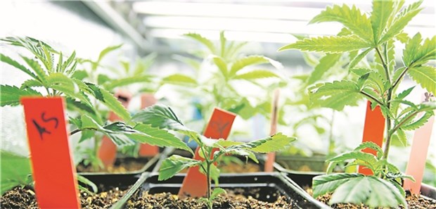Cannabis-Studie hängt in der Warteschleife Cannabis-Setzlinge im Gewächshaus: Eine Initiative will in Berlin die Auswirkungen von Marihuana auf Gesunde untersuchen.