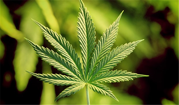Koalition macht Weg frei für Cannabis als Arzneimittel Cannabis als legales medizinisches Betäubungsmittel: nach dem Willen der Regierungsparteien, soll der Stoff aus der Hanfpflanze in Deutschland schon bald verkehrsfähig werden.