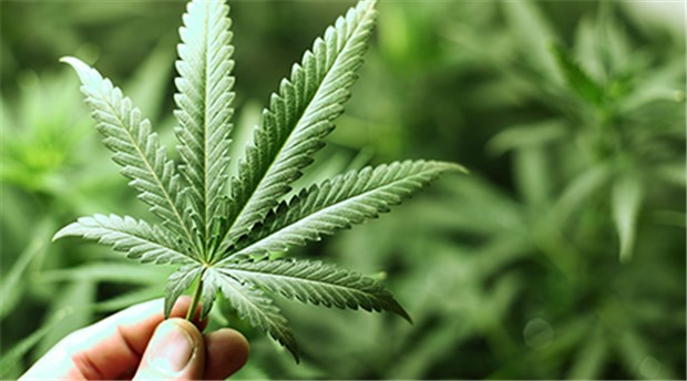 Eigenanbau von Cannabis bleibt in Deutschland tabu Cannabis für die Medizin.
