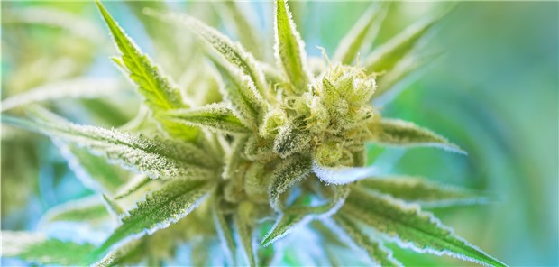 Cannabis kann seit zwei Jahren in der Schmerztherapie eingesetzt werden.