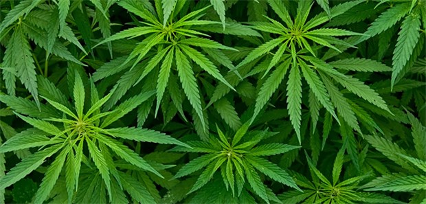 Keine Wirkung, aber Halluzinationen Cannabis: keine signifikanten Vorteile in der Schmerzlinderung.