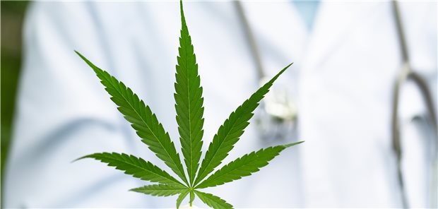 Cannabis vom Arzt: 10.000 Patienten sind in den vergangenen vier Jahren damit therapiert worden. 70 Prozent sahen positive Effekte.